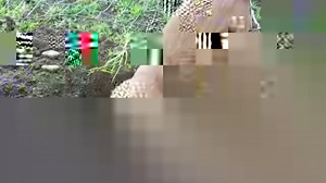 3.7K reactions · 155 shares | One of the fastest and easiest ways to train a new behavior on cue is to capture a behavior that your dog does naturally and that happens frequently. In this video, Ken Ramirez shows how he captured the pawing behavior. What behaviors can you and your dog capture? For more training tips and ideas, check out our blogs and our Dog Trainer Foundations course! Happy Training! | Karen Pryor Academy | Facebook