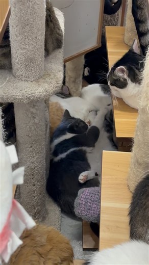 Welcome to the cat tree jungle - many variations of cats are seen throughout these jungles 😻🌳🐾❤️ #welcometothejungle #jungle #cattrees #catlover #catlife #furballs #cats_of_world #furballfarmcatsanctuary | Furball Farm Cat Sanctuary