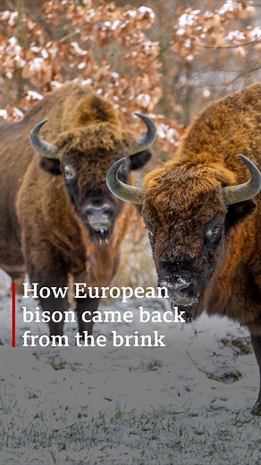 How European bison are making an incredible comeback in the wild 🦬 Hear how the continent's largest land mammal came back from the brink, on People Fixing the World: 🎧 https://bbc.in/3HNW8xn #bison #rewilding #conservation | BBC World Service