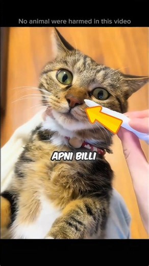 Cat's Nose Was Completely Clogged
