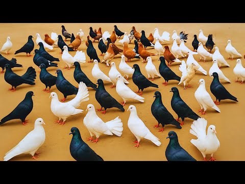 Finding Joy in the Little Things - A Peaceful Day in the Life of a Village Pigeon Farmer Meat, Eggs