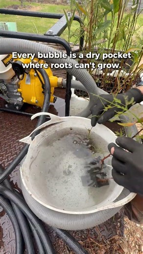 Tree Planting: The Bubble Test for Nursery Seedlings