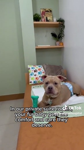 Private Suite for Pet Recovery at Vets in Practice