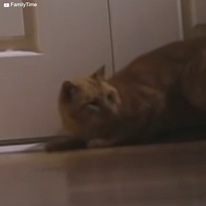 Ringo was a calm cat, so his family didn't understand why he was brutally pounding on the door. His owners were bedridden with illness, and they were looking for peace and quiet, but their cat wouldn't let them have it... because even though they didn't know it, he was trying to save their lives. | Meow Meow