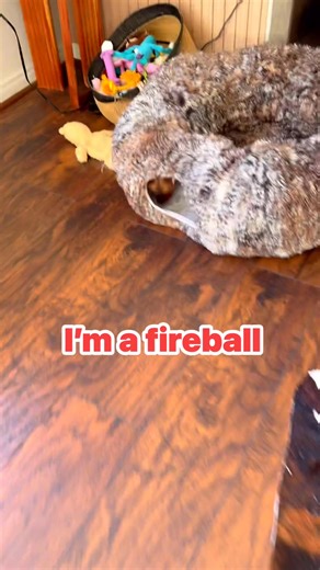 My little firecracker 🤣😂🤪 #yorkie #yorkshireterrier #dog #doglife #DogLover #yorkielife | Dexter D Yorkie