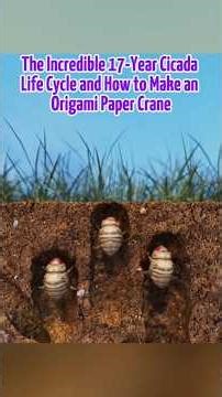 The Incredible 17-Year Cicada Life Cycle and How to Make an Origami Paper Crane #shorts