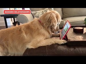Relatable Moments As Told by Pets | The Pet Collective