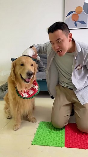 Most Beautiful Funny Dog,Cute Dogs, friendly Dog #fyp #Funny #Short #(312)