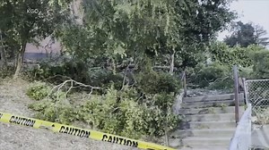 12 injured after tree falls at graduation