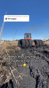 Reply to @david_cottonfarmer best tail wagger on here 😎 #masseyferguson #mudding #farmtok | 4880dusty
