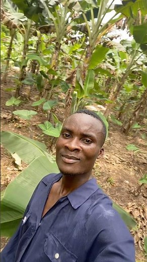 What’s the Difference Between Plantain And Banana?