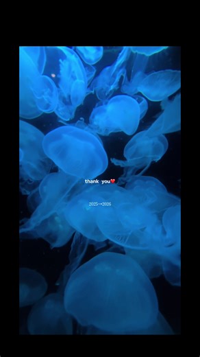 2025年の振り返り動画