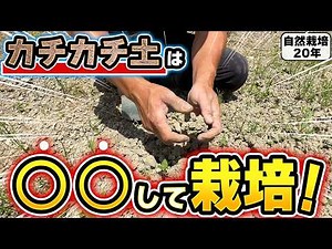 [Natural Farming 435] How to cultivate in hard-packed soil!