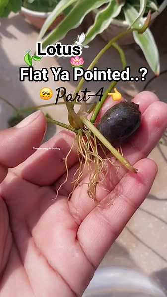 100% Lotus Seeds Sprouting Trick 🪷✨ Part-4 #futurelovegardening #garden #gardening #plants #lotus