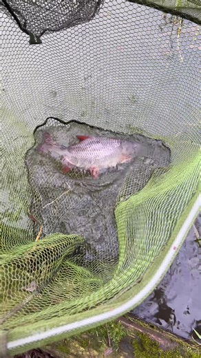 Dean Macey's Big-Fish Adventure: Targeting Specimen Roach