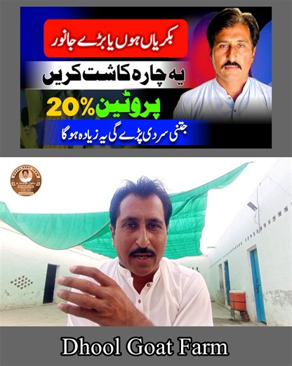 Complete training of Rye grass|| green fodder|| Goat fodder training lesson 5 #goatfarminginpakistan #farming #dhoolgoatfarm | DHOOL GOAT FARM