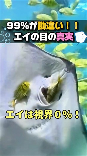 99% of People Get This Wrong!! The Truth About Stingray Eyes #HeartwarmingShorts #Animals #Stingr...