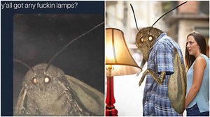 Moth Memes Are Here to Numb the Pain of Existence