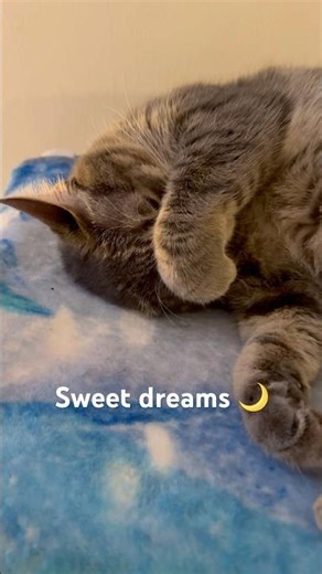 Eevee is officially cozy and ready for dreamland 🌙✨ #sweetdreams #catsleeping #catshort #goodnight