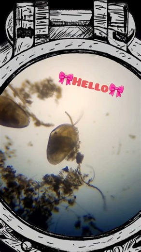 Seed Shrimp say Hi!