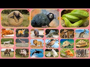 ABC Animals Zoo – Explore the Amazing World of Animals - 130 real Wonders of Animals to Learn