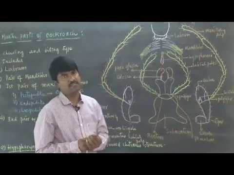 Mouth Parts of Cockroach by Thirupathi Reddy