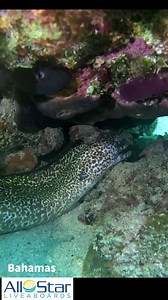 A few of the normal cast of characters you may see in the Bahamas! We have three different options for you - the Aqua Cat, Blackbeards and Cat Ppalu! Check out our website for more details! #allstarliveaboards #aquacat #scubadivers #goodtime #bahamas #caribbean #scuba #liveaboard #buceo #bahamasdiving #underwater | All Star Liveaboards