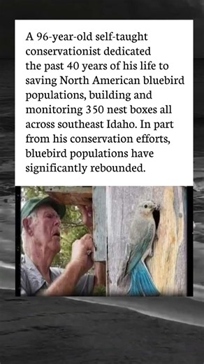 96-Year-Old Conservation Hero Saves North American Bluebirds for Future Generations