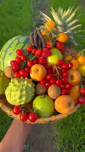 This is how fruit is harvested by hand