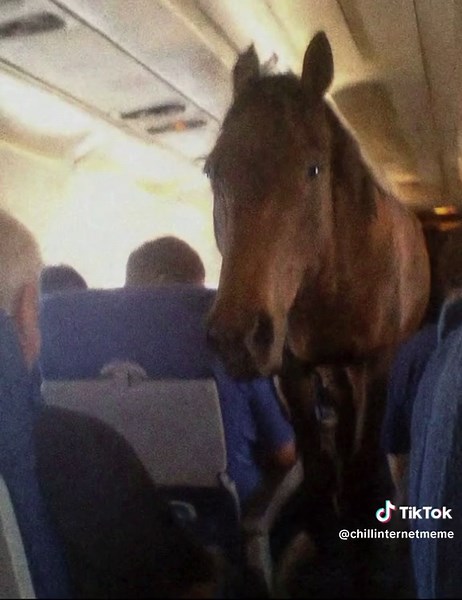 Funny Horse Meme Compilation to Start Your Day