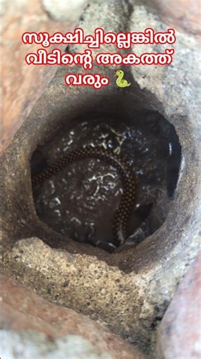 Snakes enter through drainage pipe searching rats #urbansnakelife