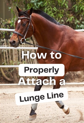 How to attach your lunge line the correct way 🐴 This is one of those small details that can be hard to remember, but can make a big difference in how your horse moves, listens, and stays balanced while lunging. If you are getting your horse back into shape for the season or just learning to lunge, this is a skill you’ll want to have. Save this for your next training day ❤️ #beginnerhorserider #horsegirltips #groundworktraining #horsetrainingtips #equestrianlife