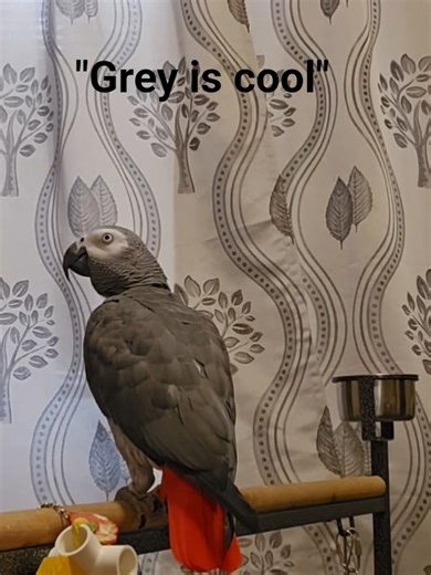 Talking African Grey Parrot: Cool and Cute Moments