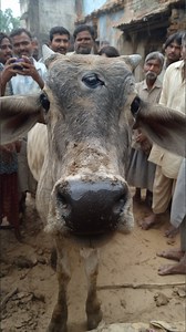 43K views · 312 reactions | Mutant Cows With Three Eyes Startle Rural Indian Farmers #mutant #cow #india #farming | Most Amazing Top 10 | Facebook