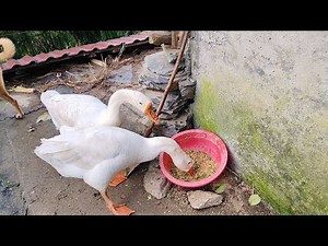 Real scenes of rural area in southwest China, where over 100 million people live in such places.