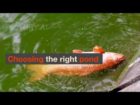 Why Pond Type Matters in Fish Farming