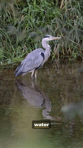 A Glimpse Into the Life of the Heron | 4K Wildlife
