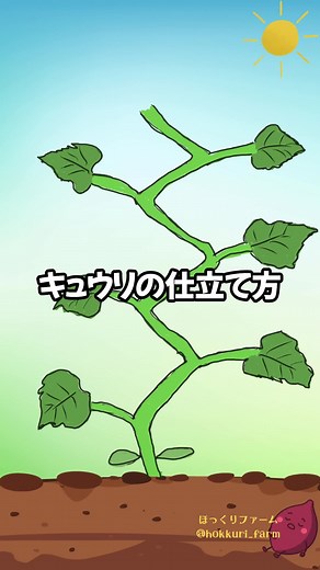 初心者向けキュウリ栽培の仕立て方ガイド🥒
