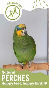 Bird perches are an essential tool for all companion birds. Beyond standing, your bird will use a perch as an accessory for playing games, as a grooming aid (beak rubbing and removing food), and to sleep comfortably at night. Variety in perch diameter is crucial to your bird’s overall health. Improper perch size, perches all of the same size (causing insufficient foot exercise), sandpaper perches, perches that are otherwise too rough or dirty, or simple inactivity can cause a serious foot condit