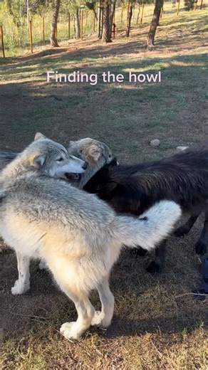 Wolf puppies learning to howl. #wolfpuppy #howling | Wolf Lovers USA Shop