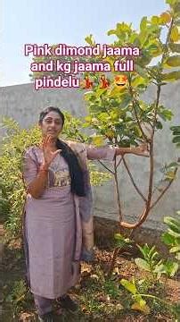 Ma Thotalo KG & Pink Diamond Jaama 🍈 Full Pindelu 😍 #kalyaninewspresenter #viral