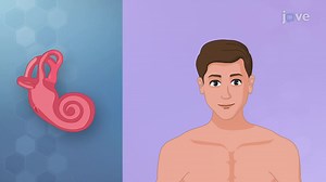 Video: Auditory Perception