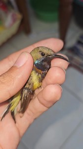 Garden sunbird bird | Review Birds News