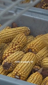 Elon has a seed problem... | Jerry Rig Everything