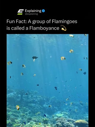 Flamboyance of Flamingos: A Visual Spectacle