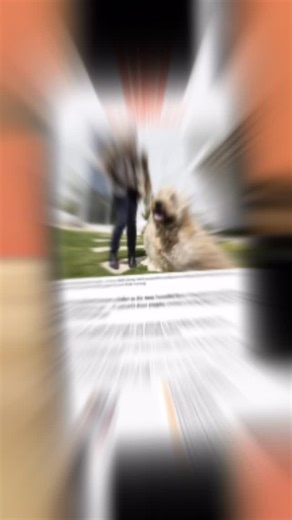 🎉 Big news for the pack! 🐾 @breedbuddies has been featured in @glamadelaide and @thetiser for leading Australia’s first ethical dog breeding app 🇦🇺Where love, transparency, and responsible breeding come together. 💛 From Monty’s story to a movement that’s reshaping the future of dog breeding 🐾 This is just the beginning. #BreedBuddies #EthicalBreeding #DogLoversAustralia #LegacyOfLove #ResponsibleBreeding | BreedBuddies