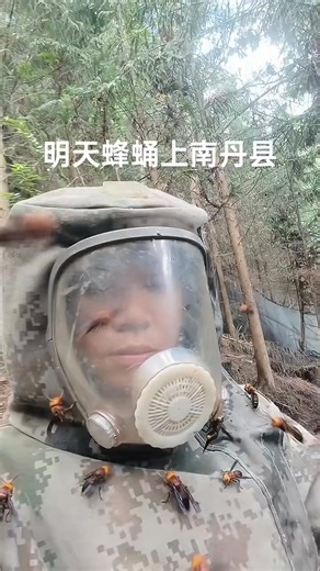 1K views |  Buzzing with excitement as hornets build their nests!  #InsectFarming #HornetFarm #NatureBuzz | Our Mother Nature | Facebook