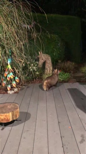 When Baby Bumpy tried to take the very heavy terracotta dish filled with nuts and honey 🤣🦡🐾🐾❤️ | Mr Lumpy & Friends.