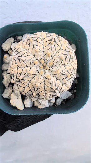 Astrophytum Asterias V type #cactuscollection #cactuslove #สวนแคคตัส #선인장키우기 #cactusmexico | Cactus León