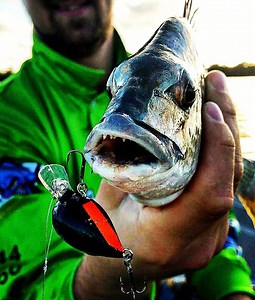 How to Catch Bream on Lures